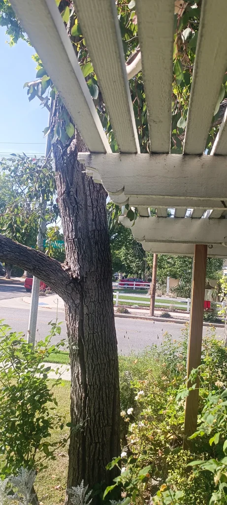Pergola Existing Beams and Slats — Front Pergola Reconstruction